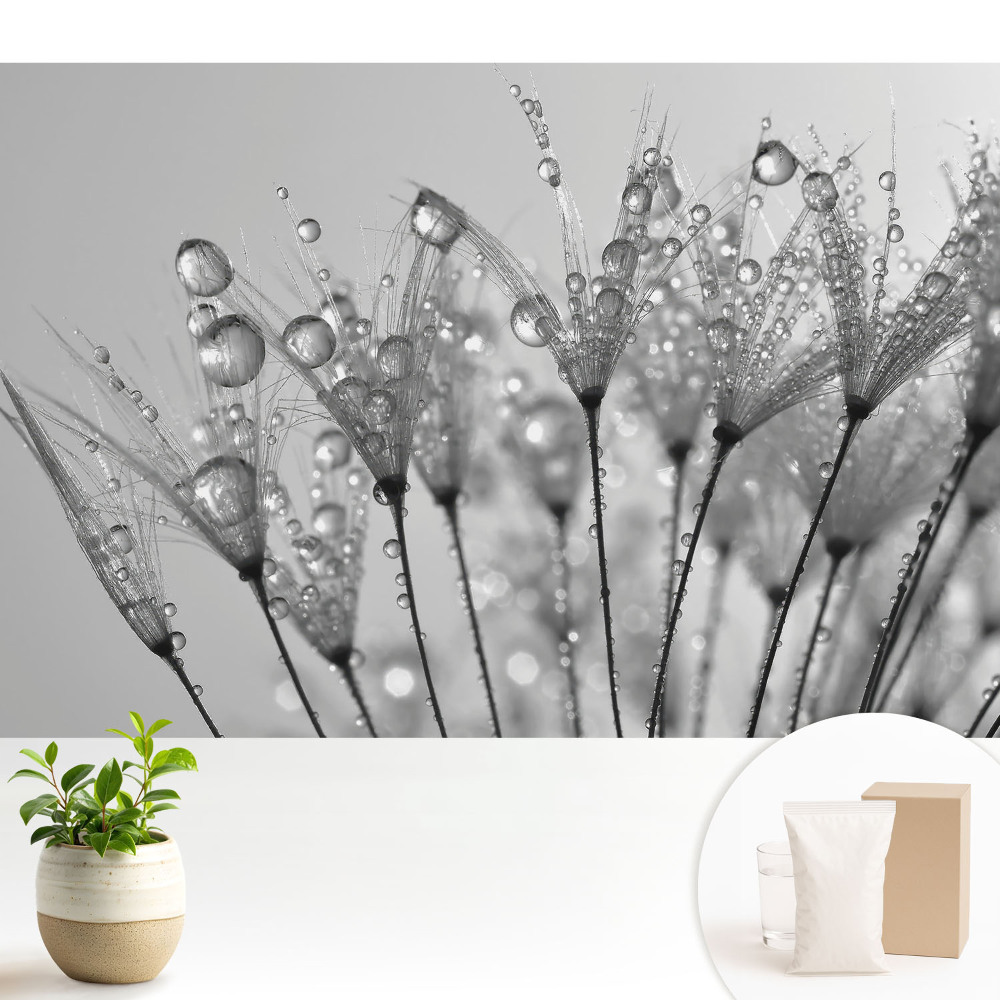 Modern tapéta Cseppek pitypang magokra