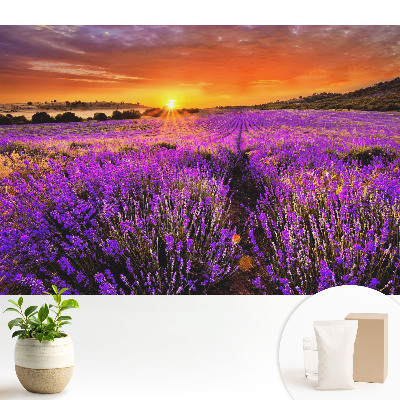 Tapéta Levendula mezők naplemente