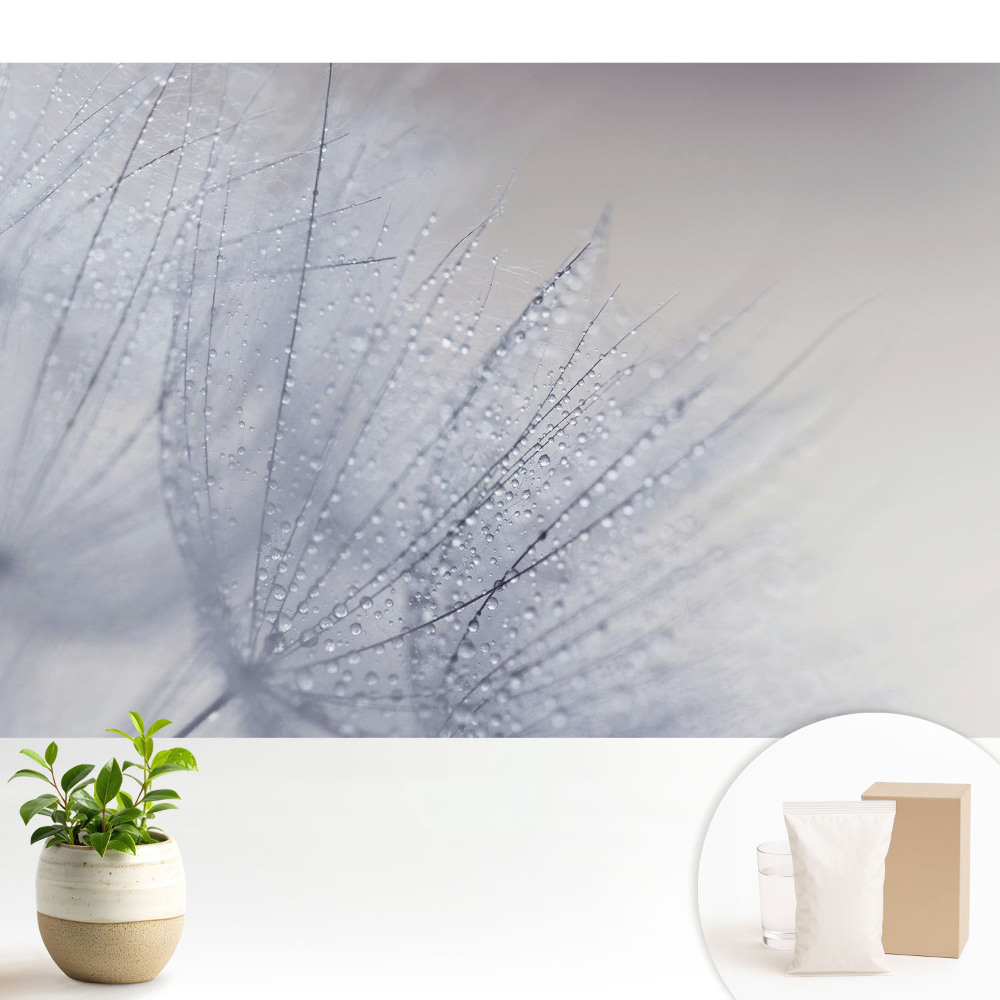 Modern tapéta Makró cseppekből pitypang rostokon