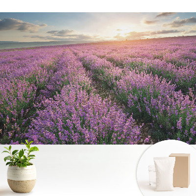 Dekor tapéta Lila levendula naplemente