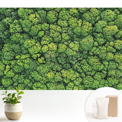 Tapéta Zöld erdő felülről