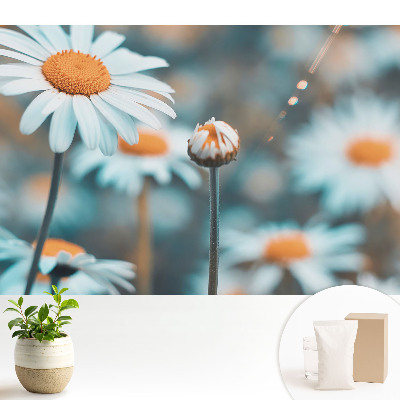 Modern tapéta A finom kamillavirág békét hoz