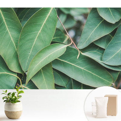 Tapéta Zöld levelek minimalista stílusú harmónia