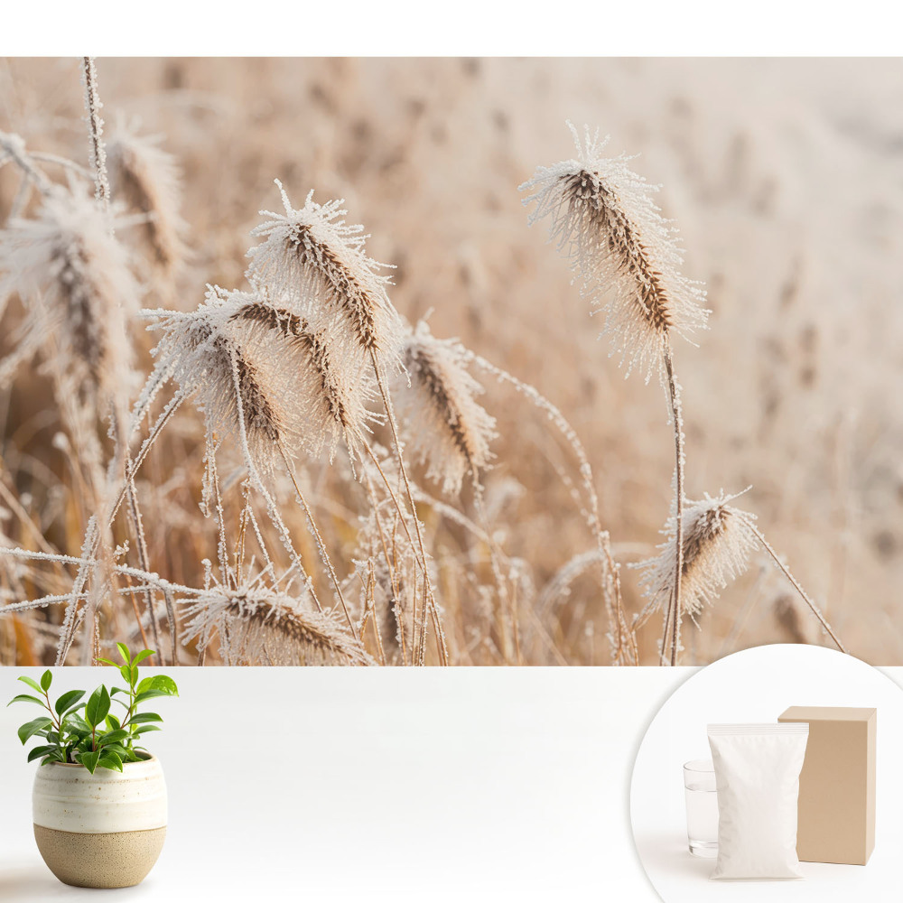Tapéta Fagy a fűben téli szépség természet