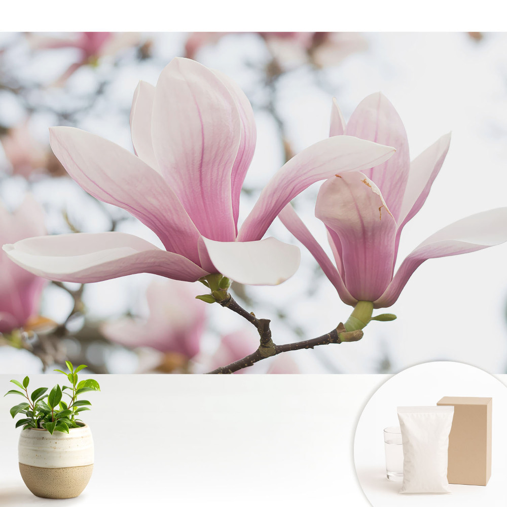 Dekor tapéta Rózsaszín magnóliák romantikus természet