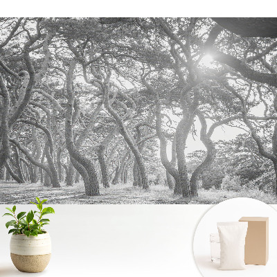 Dekor tapéta Titokzatos, klasszikus erdő