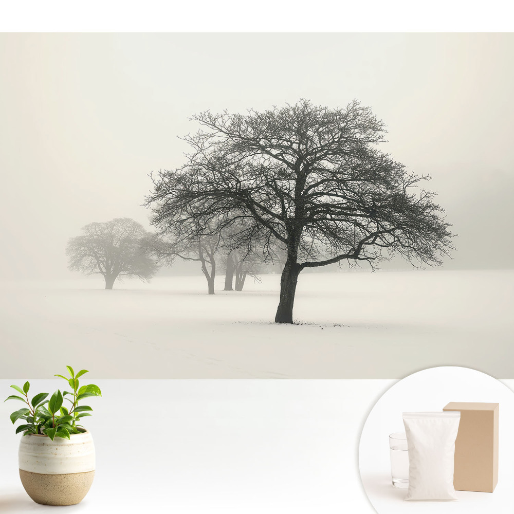 Modern tapéta Fák a ködös téli tájban