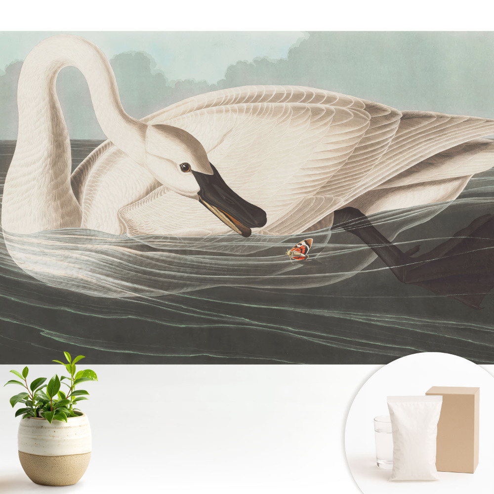 Dekor tapéta Egy hattyú a víz felszínén