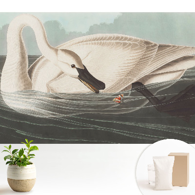 Dekor tapéta Egy hattyú a víz felszínén