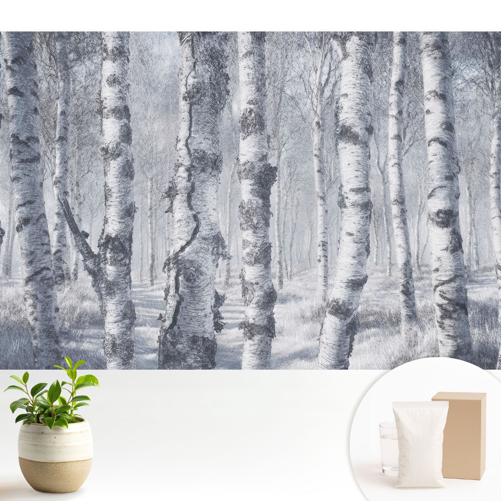 Dekor tapéta Téli nyírfaerdő