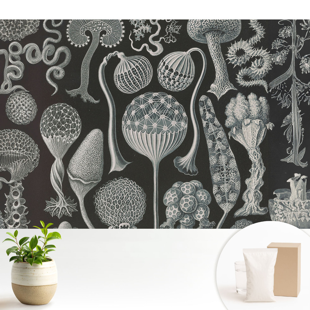 Modern tapéta Fantasztikus organikus formák fekete-fehérben