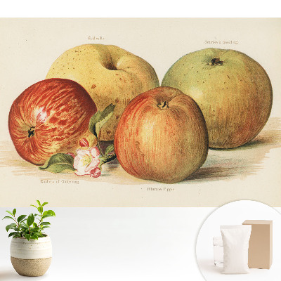 Négy alma almavirág klasszikus stílusban