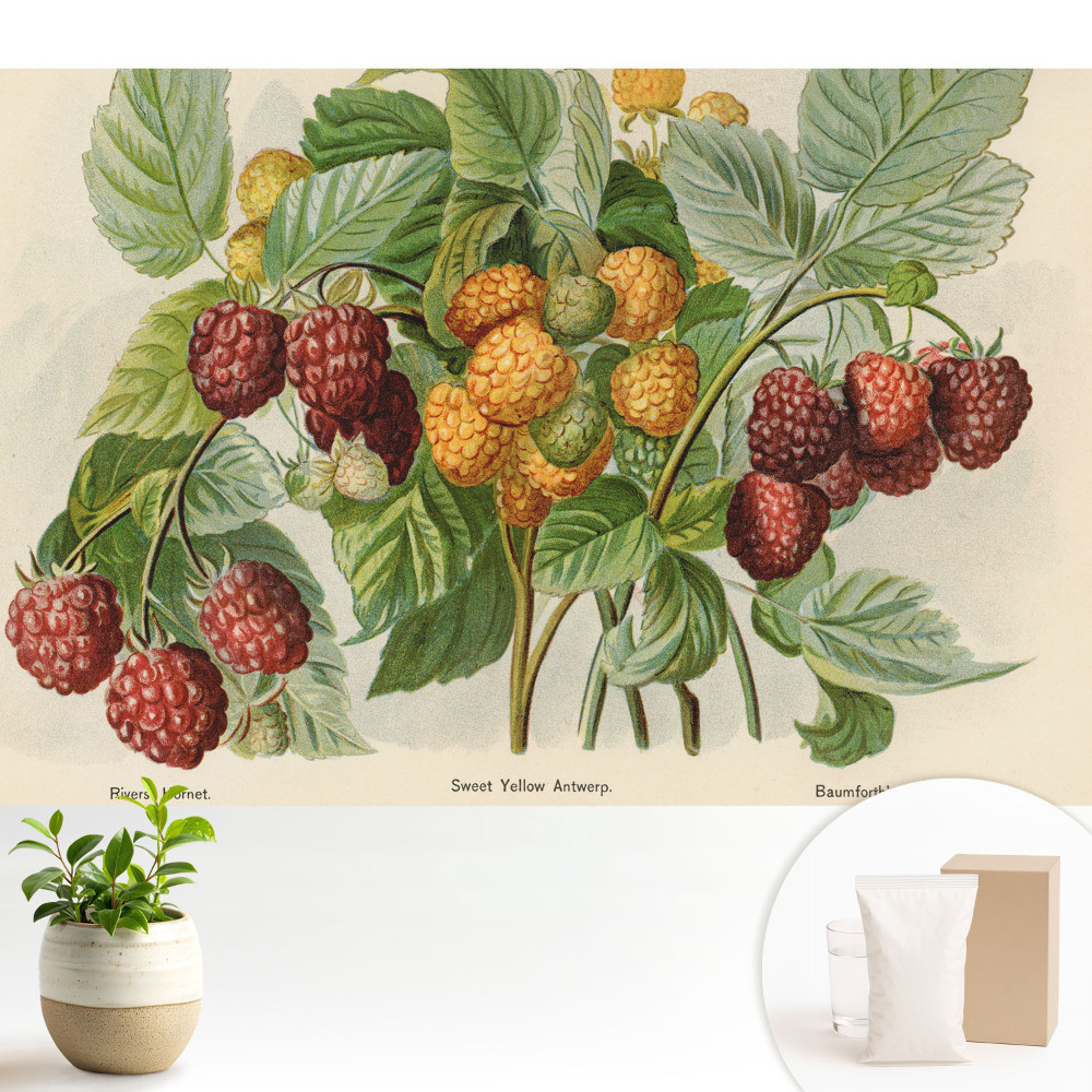 Tapéta Málna botanikai illusztrációban