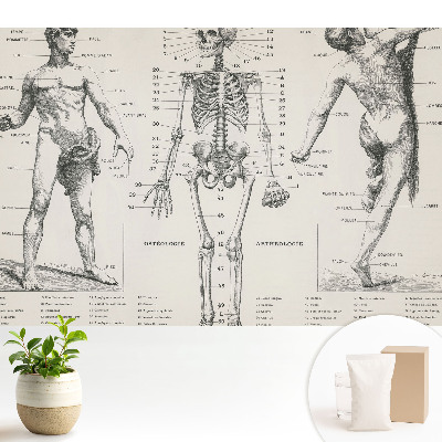 Tapéta Anatómiai illusztrációk retró stílusban