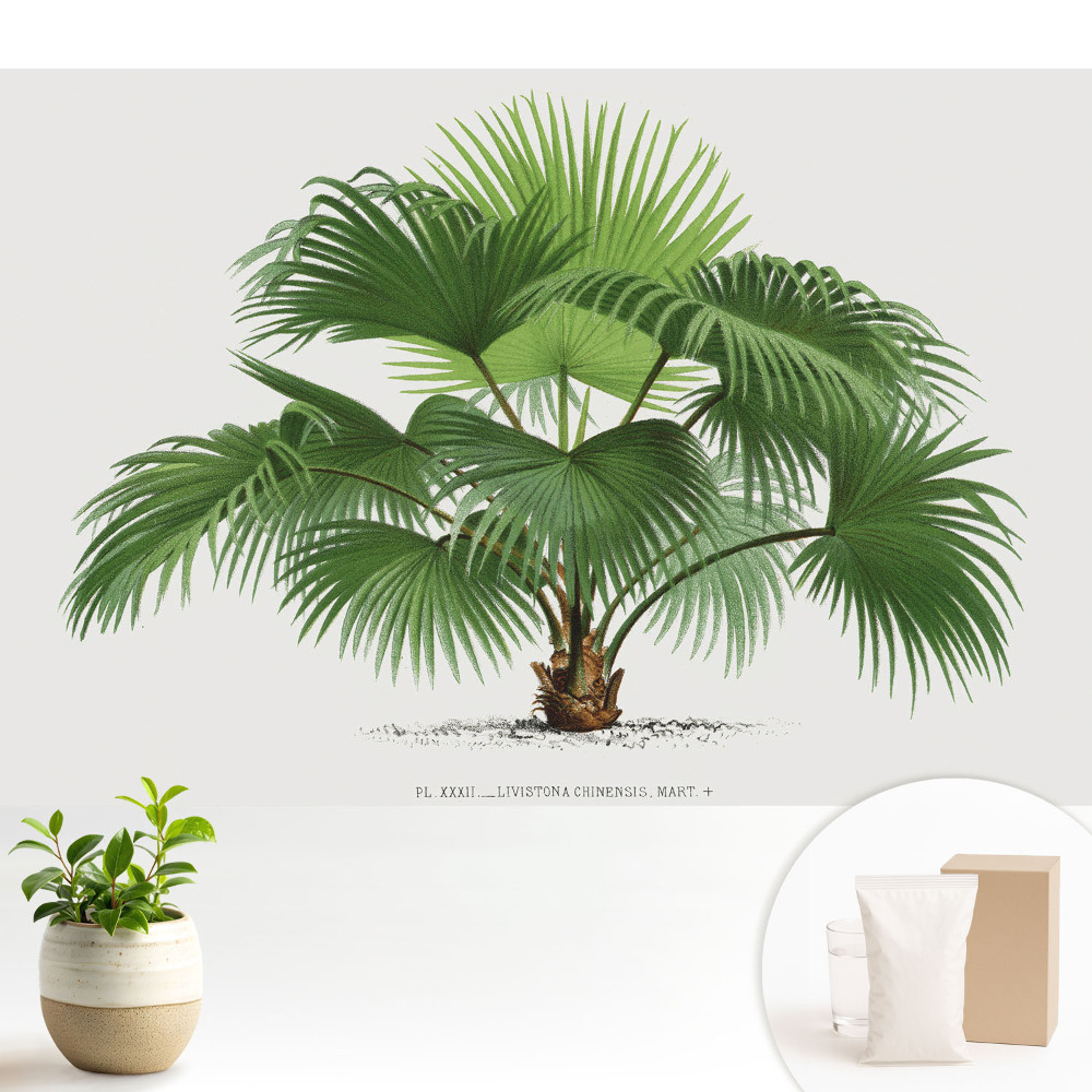 Tapéta Pálmafa klasszikus elegancia