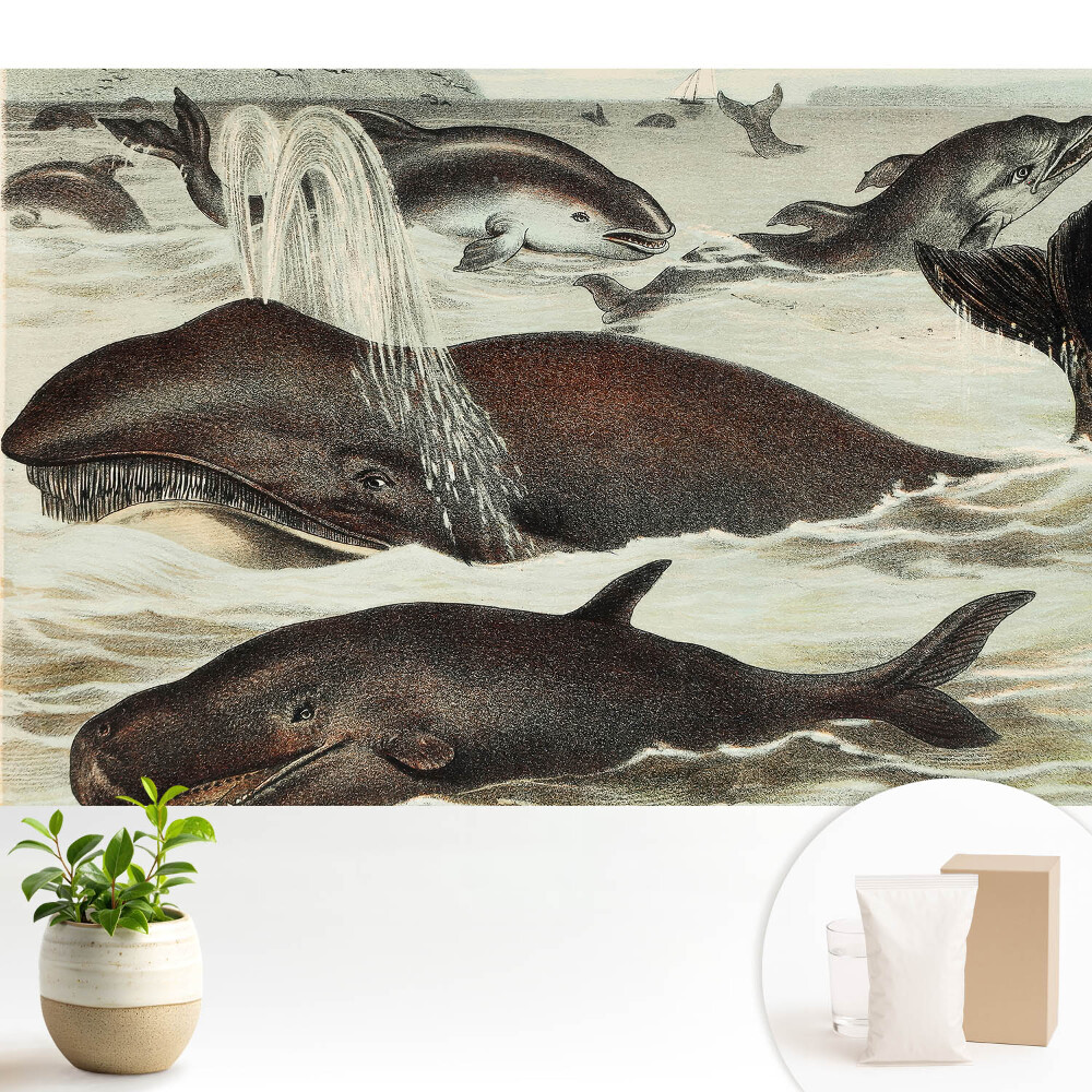 Dekor tapéta Vízi állatok harmóniája