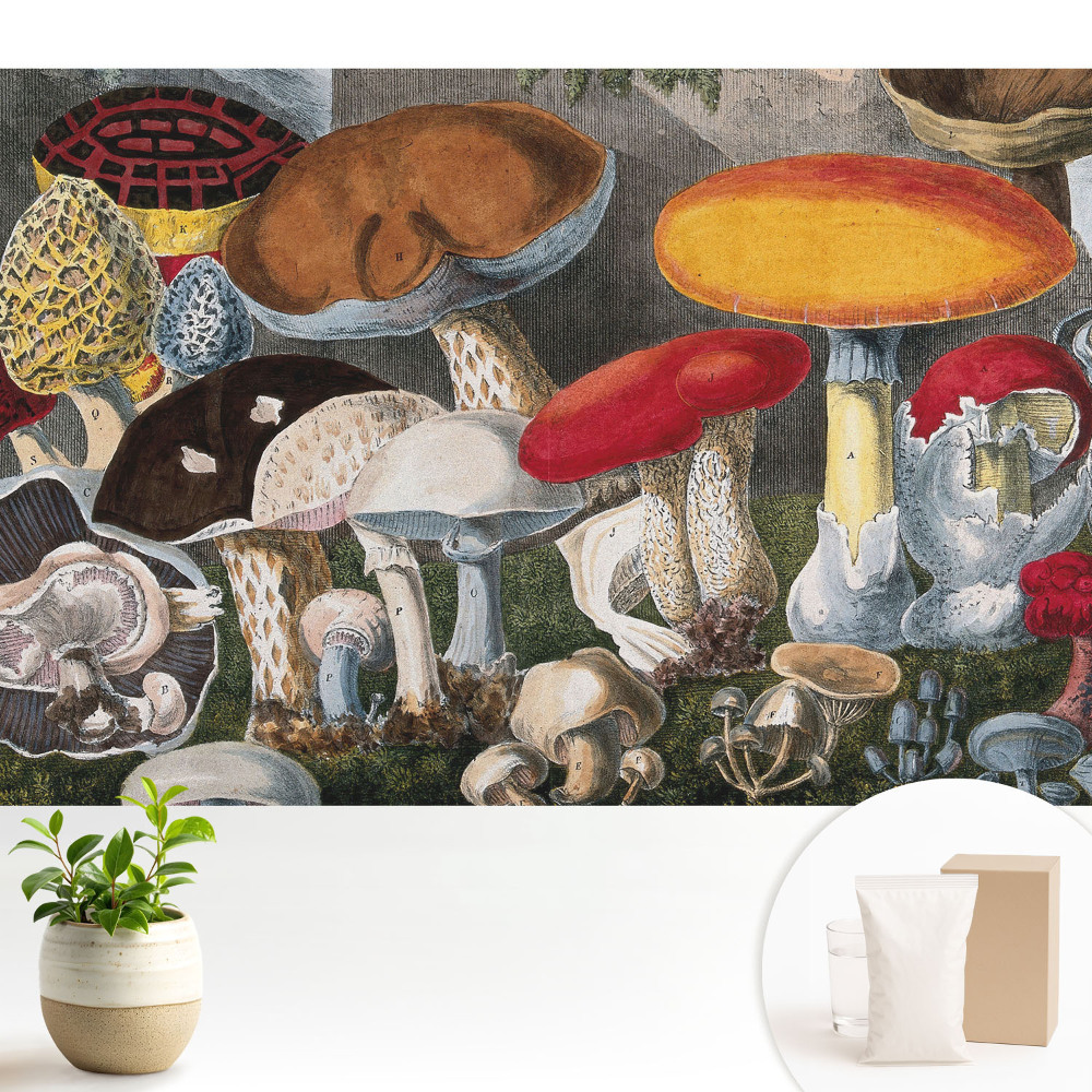 Tapéta Gombafajta botanikai stílus