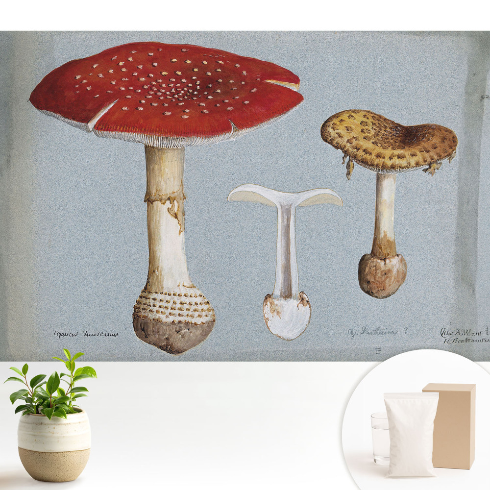 Tapéta Klasszikus stílusú gomba illusztráció