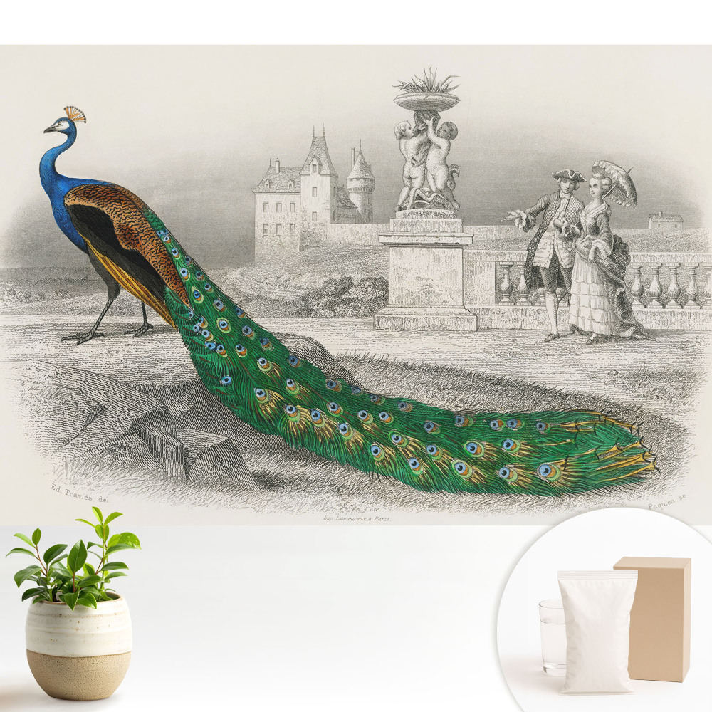 Tapéta Páva egy kertben barokk figurákkal