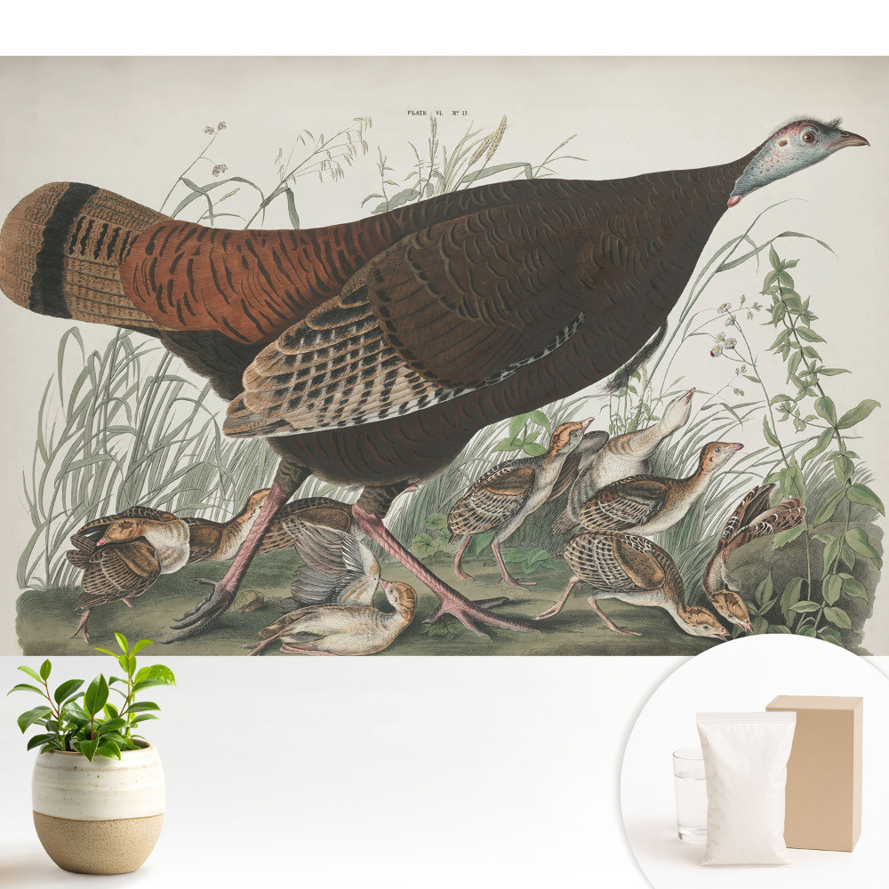 Tapéta Vad pulyka természetes illusztráció