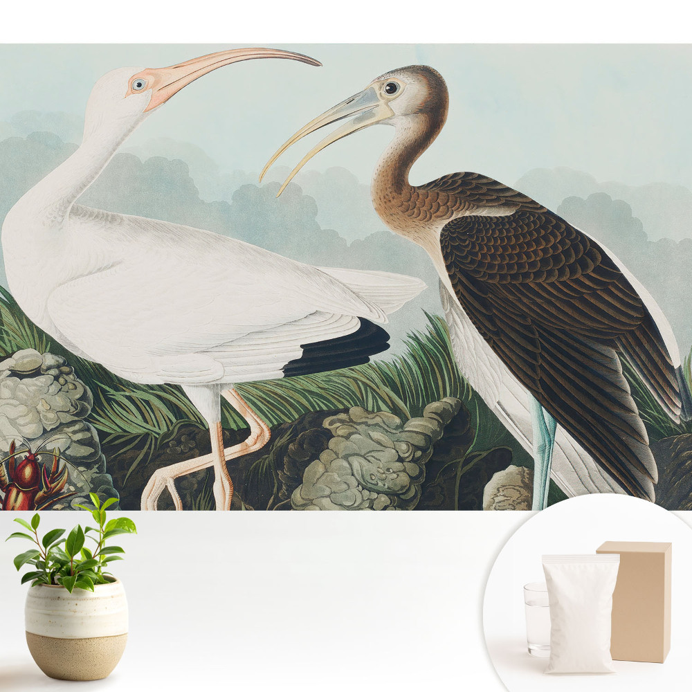 Dekor tapéta Két madár természetes környezetében