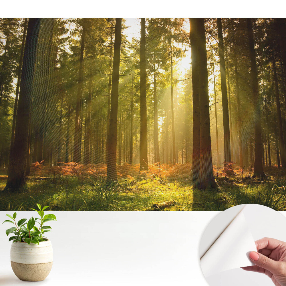 Tapéta Napos erdő reggel