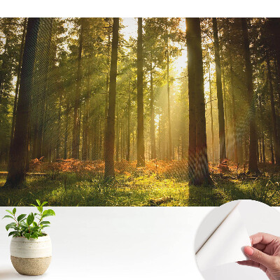 Tapéta Napos erdő reggel