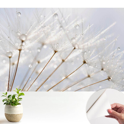 Öntapadó tapéta Pitypang harmatcseppekkel