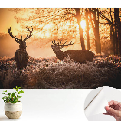 Öntapadós tapéta őszi szarvasmintával napfelkelte fényeiben