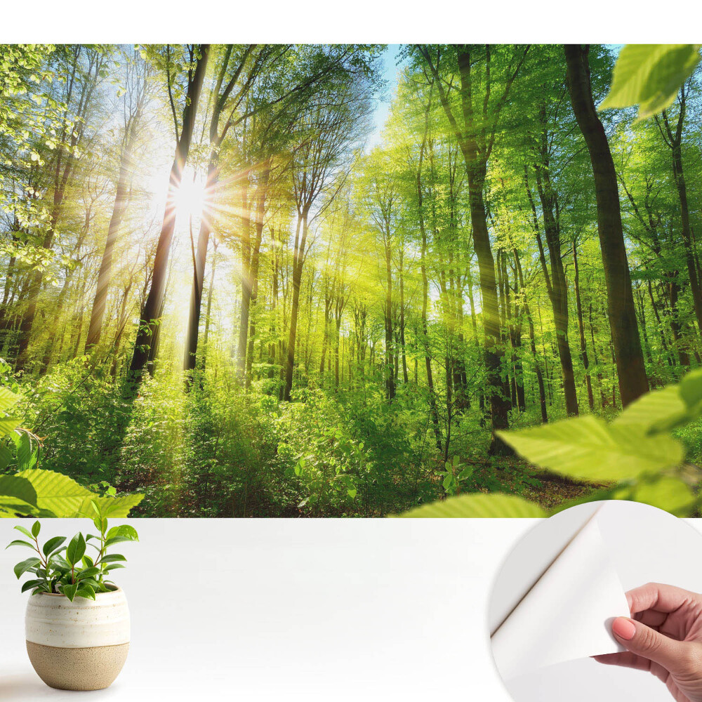 Öntapadós tapéta Erdő táj napfény energiája.