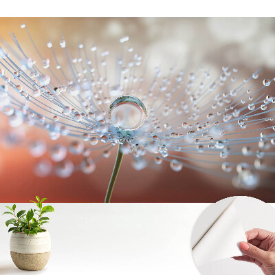 Modern tapéta átlátszó csepp mintájával a pitypang szálain