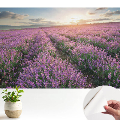 Öntapadó tapéta Lila levendula naplemente