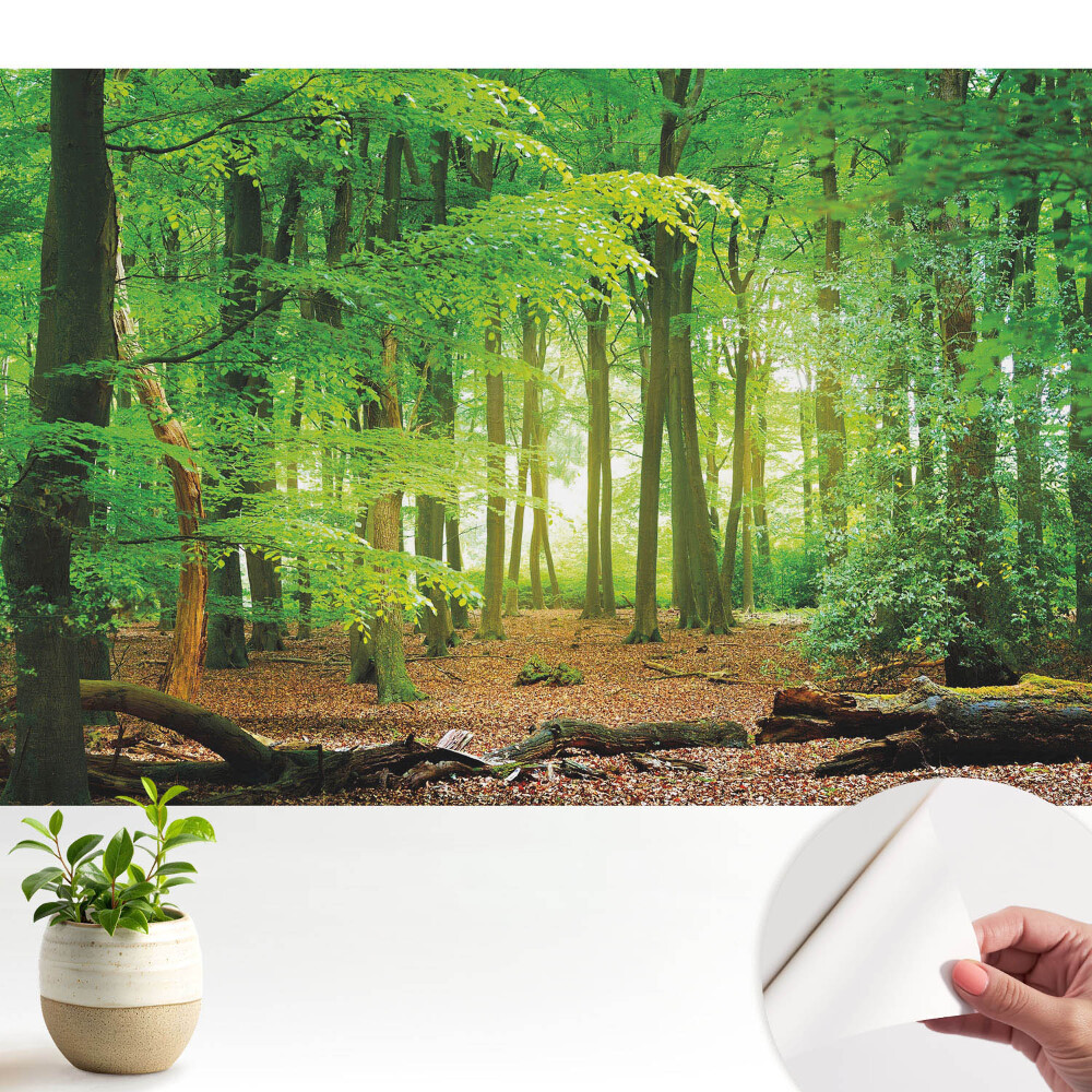 Modern tapéta Erdő táj napsugarakkal