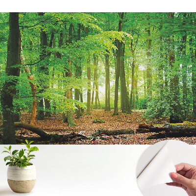 Modern tapéta erdei táj napsugarakkal