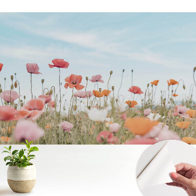 Öntapadós tapéta falra Színes pipacsok a kék ég ellen