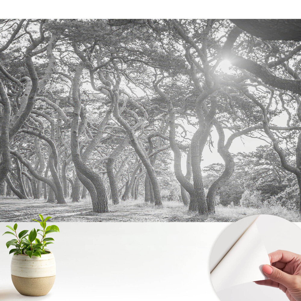 Dekor tapéta Titokzatos, klasszikus erdő