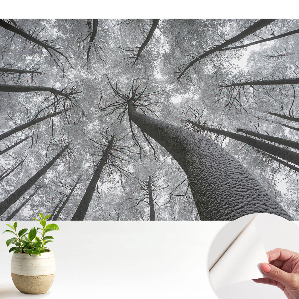 Öntapadós tapéta falra Téli erdő alulról