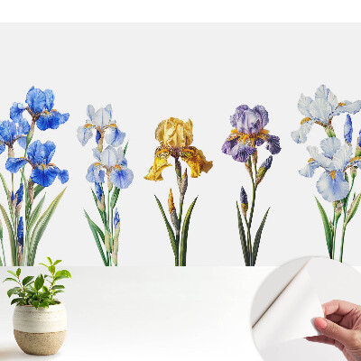 Dekor tapéta színes íriszvirágokkal fehér alapon