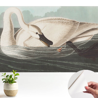 Öntapadó tapéta egy hattyúval a víz felszínén