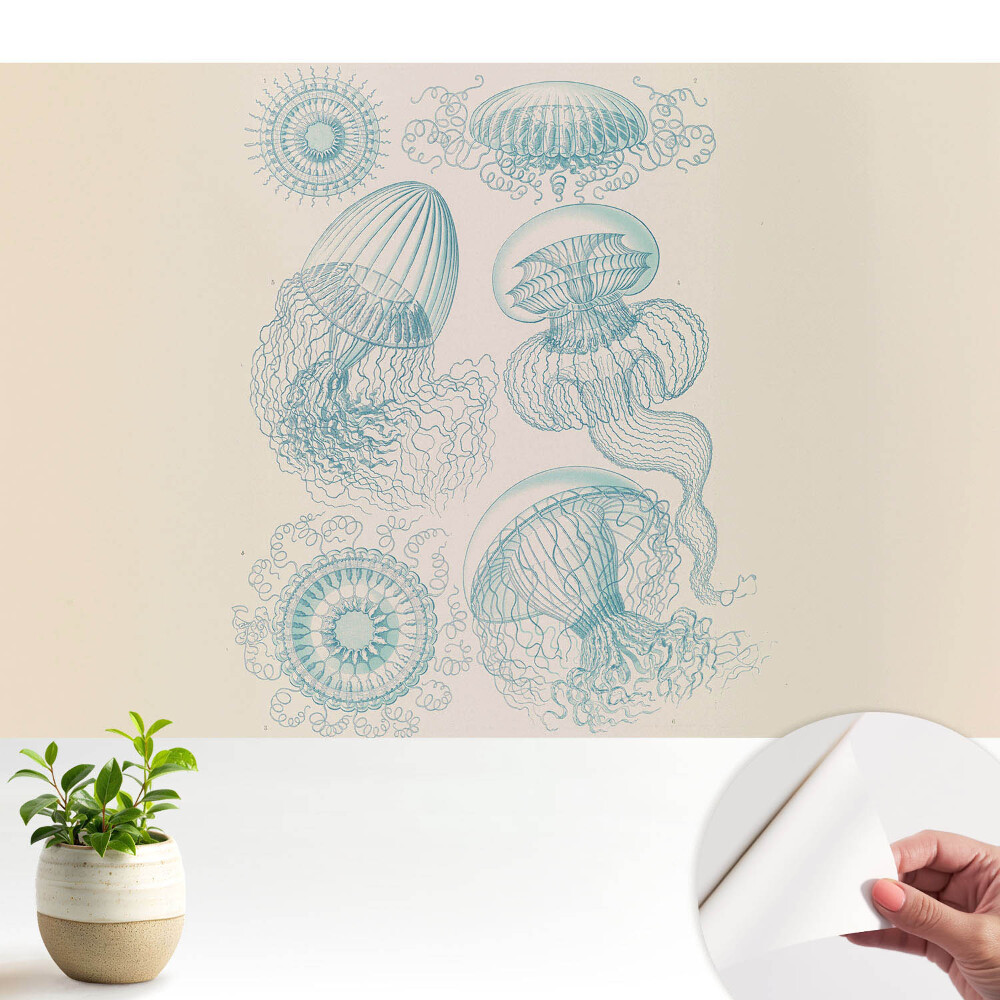 Tapéta Finom tengeri medúza rajzok