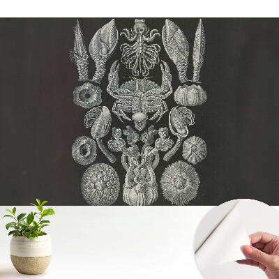 Öntapadós tapéta tengeri élőlények művészi gravírozásával