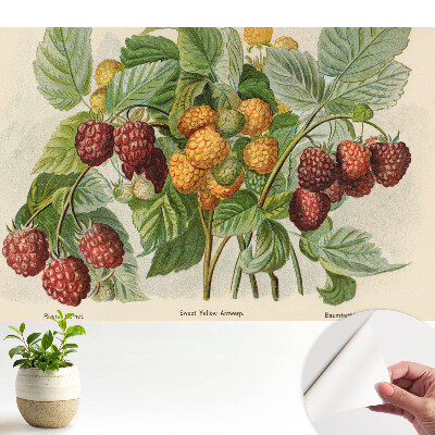 Tapéta málna botanikai illusztrációval