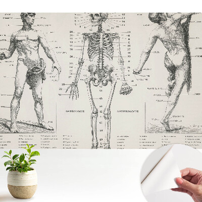 Tapéta anatómiai illusztrációkkal, retró stílusban