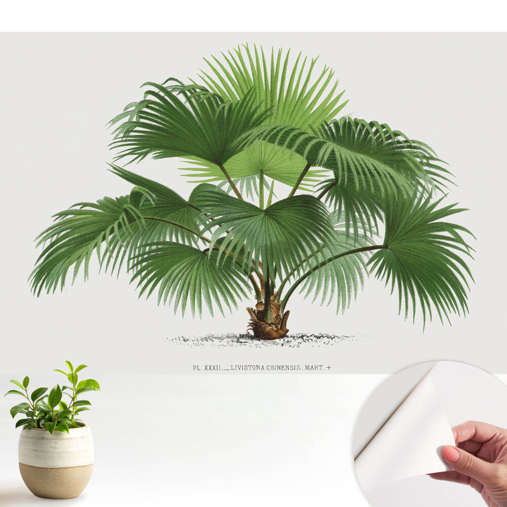 Tapéta Pálmafa klasszikus elegancia