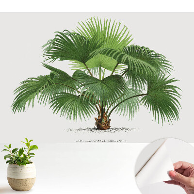 Tapéta Pálmafa klasszikus elegancia