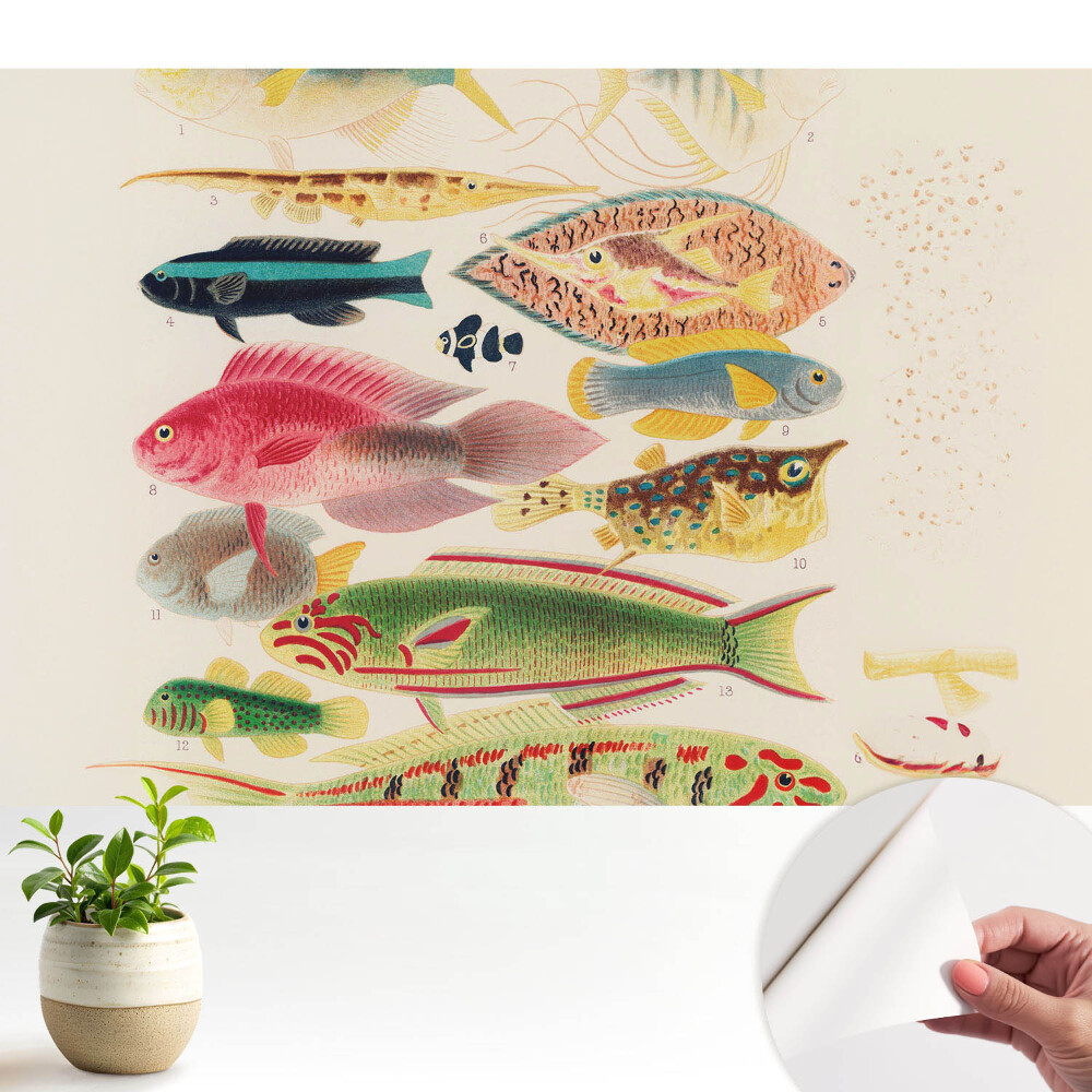 Dekor tapéta Klasszikus stílusú halak széles választéka