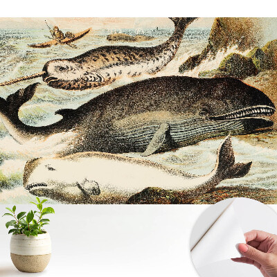 Öntapadós tapéta klasszikus cetfélék illusztrációjával, narvál motívummal