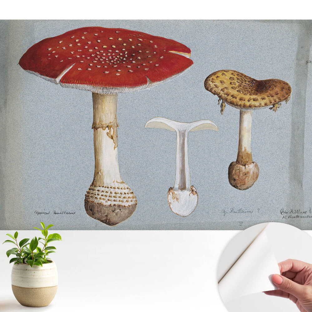 Tapéta Klasszikus stílusú gomba illusztráció