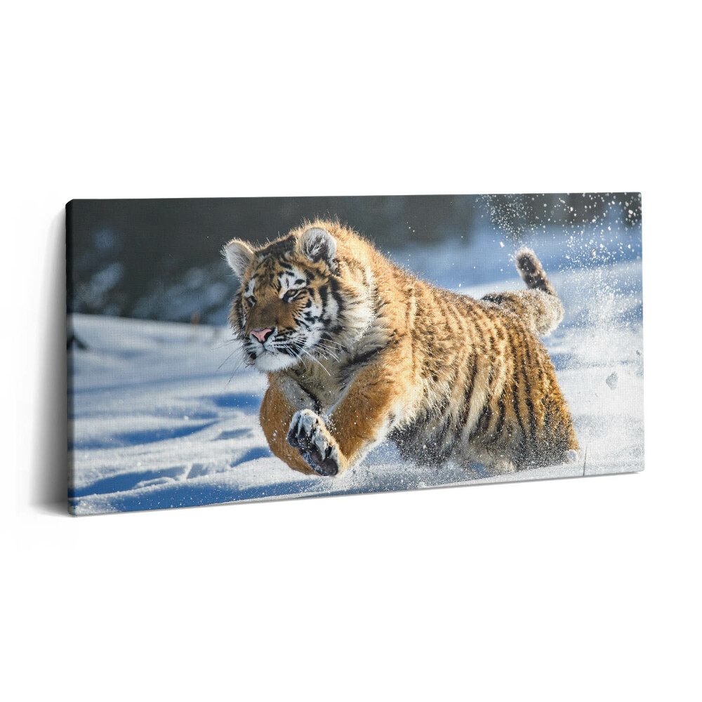 Vászonfotó 100x50 Bolyhos tigris a hóban