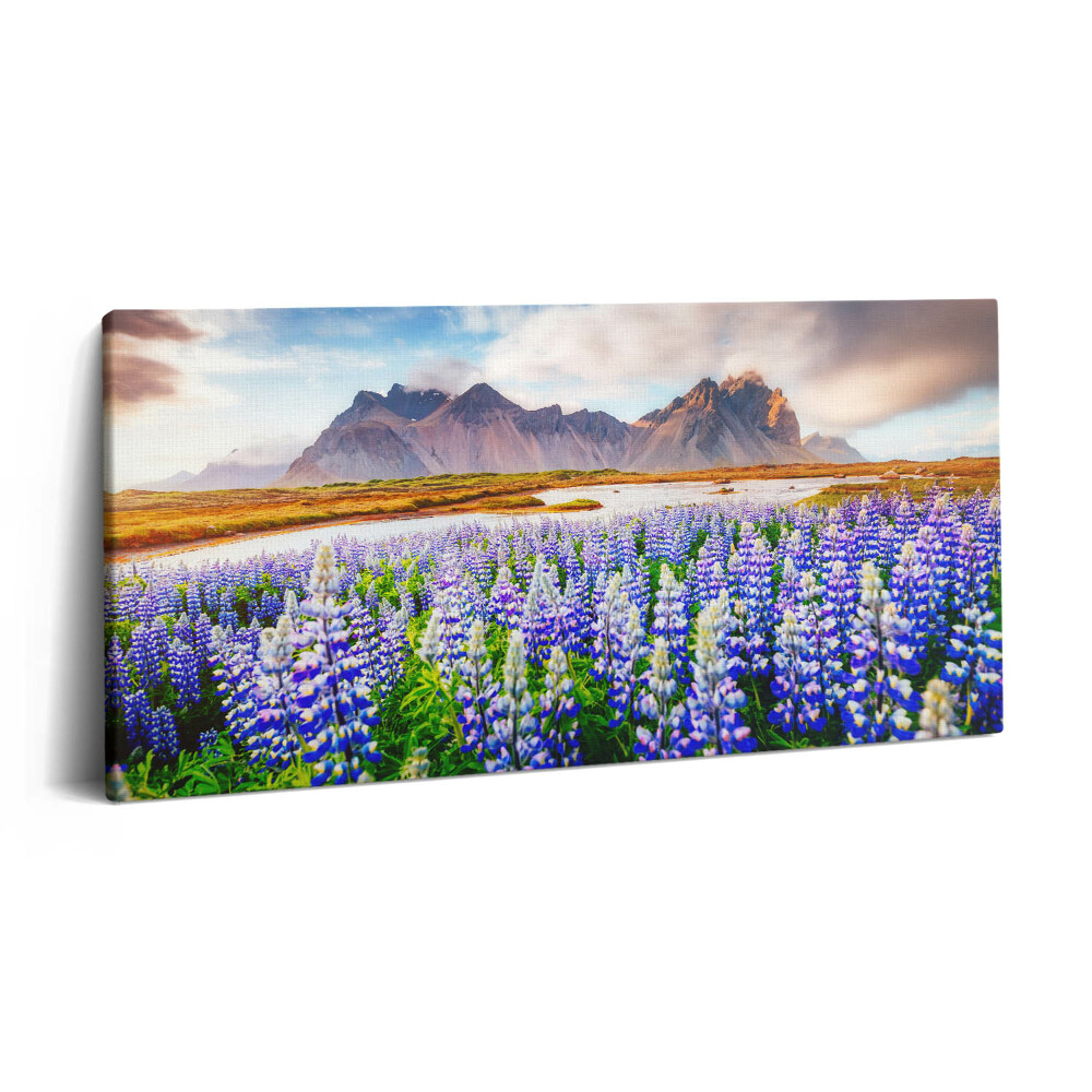 Vászonfotó 100x50 Varázslatos csillagfürt virágok